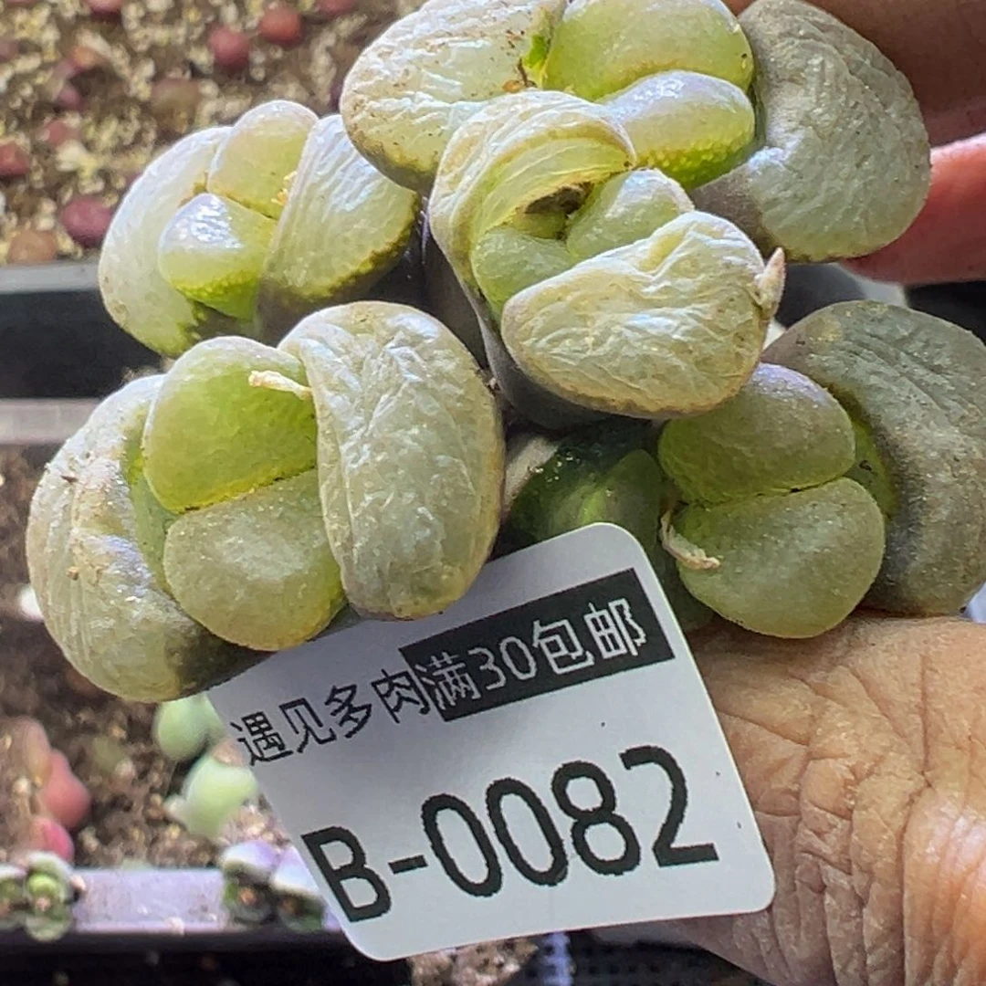 ＂***恼多肉植物11111111111111