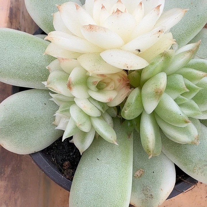 黑水晶底座多肉锦