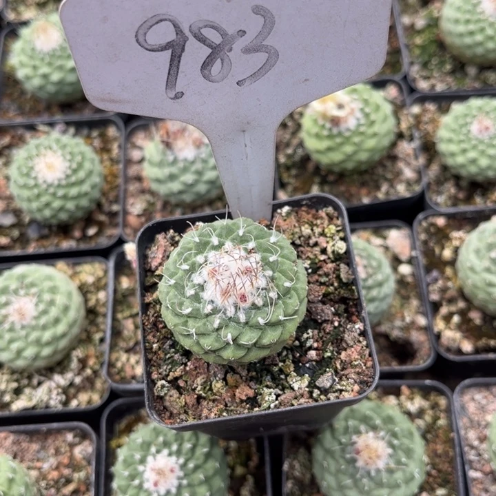 983实生菊水好养皮实好活