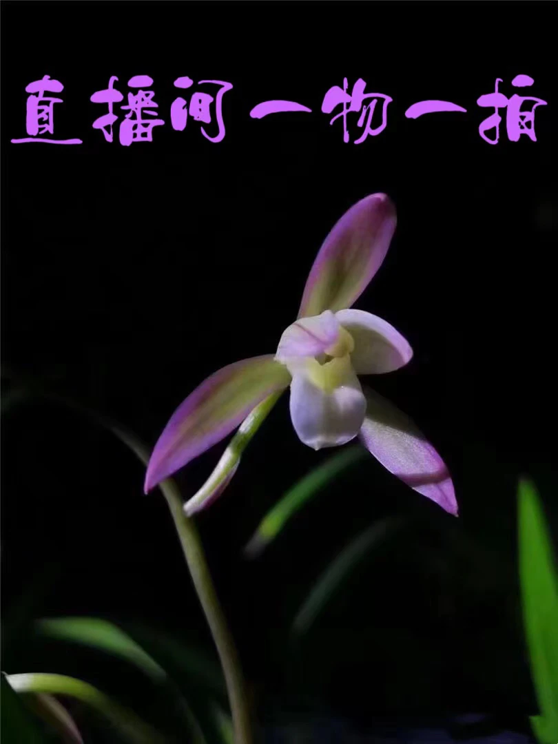 兰花直播间一物一拍专用链接