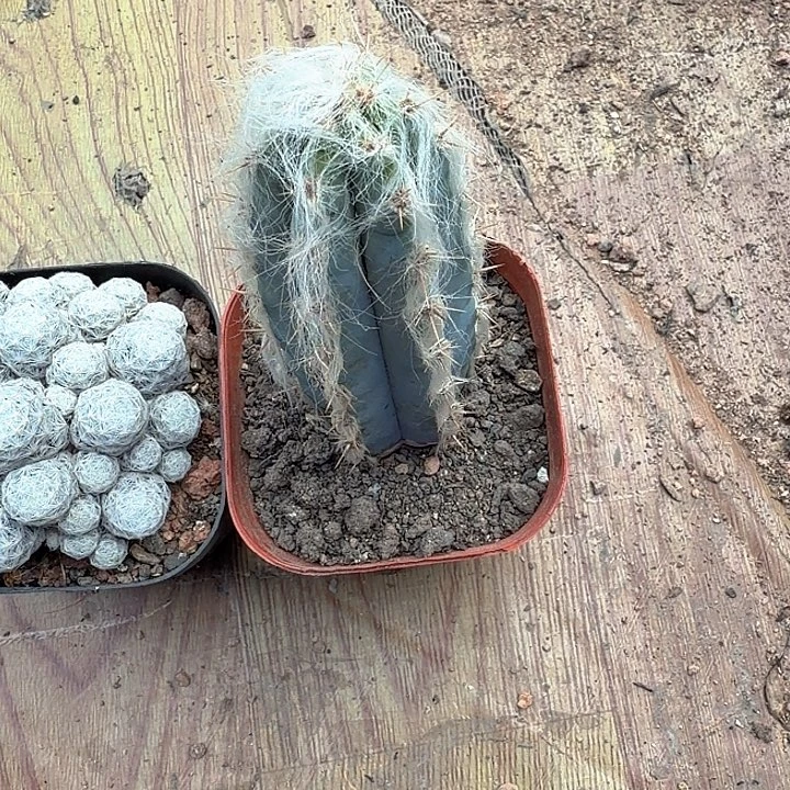 勿***。勿忘初心一物一拍包邮