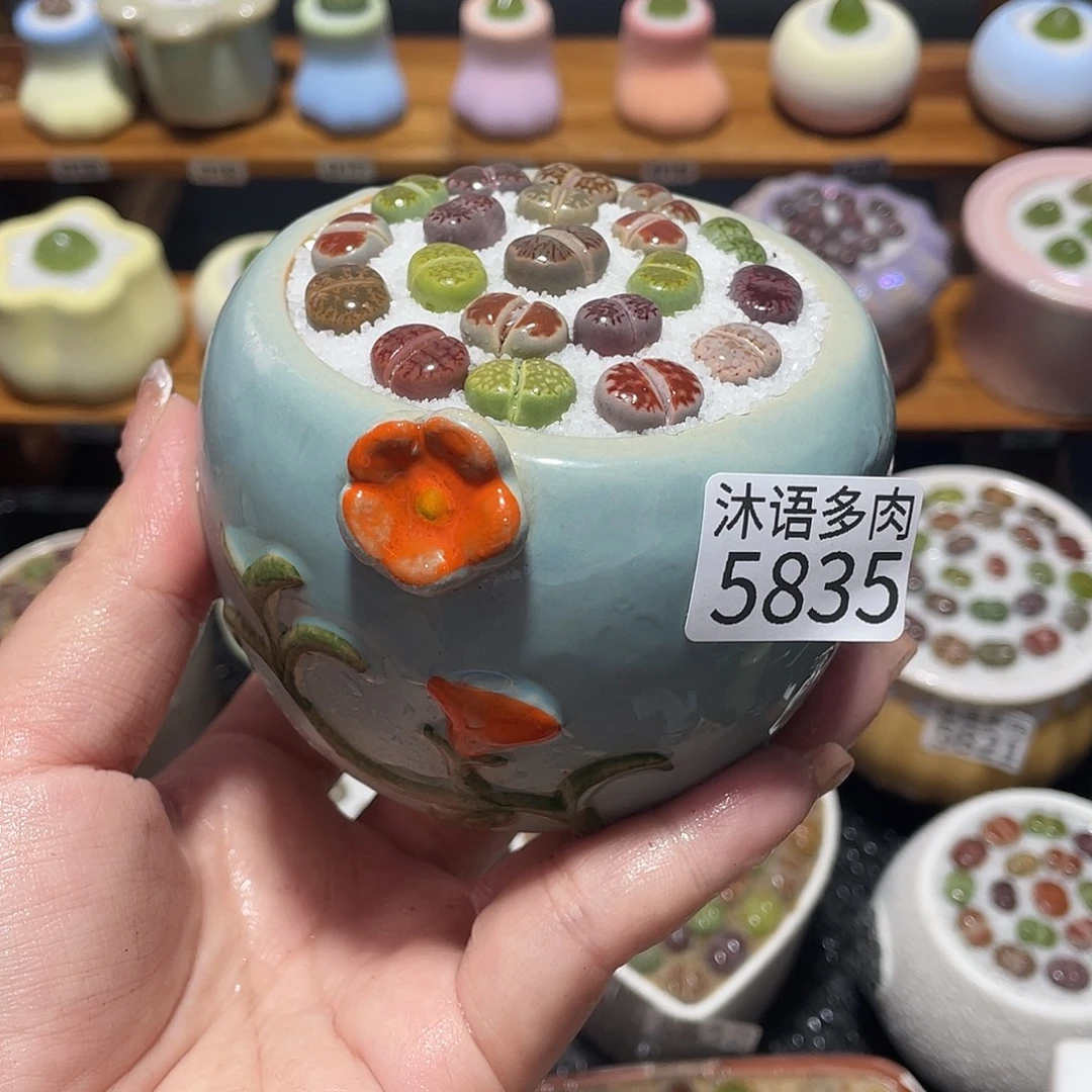 带盆土植物 一物一拍 5835