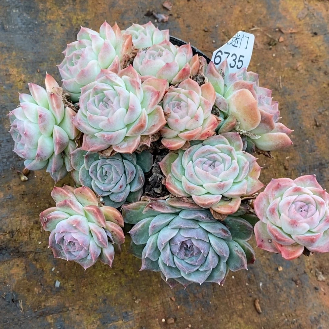 猪***贝杂交精品多肉6735~15厘米