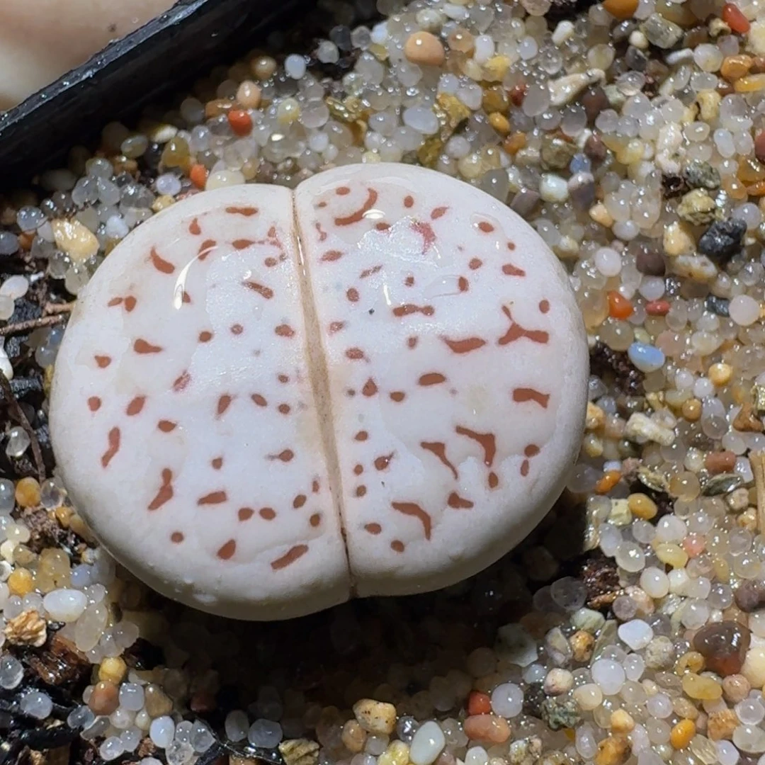 zzzz生石花肉锥1261