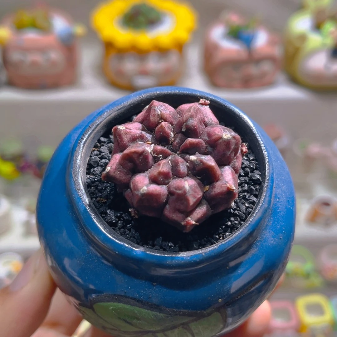 011梦想高端仙人球带盆土一套38