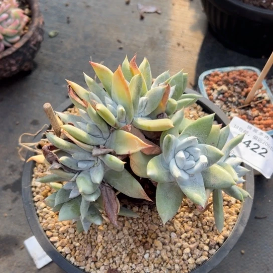 鱼*谢谢姐姐～一物一拍8422多肉