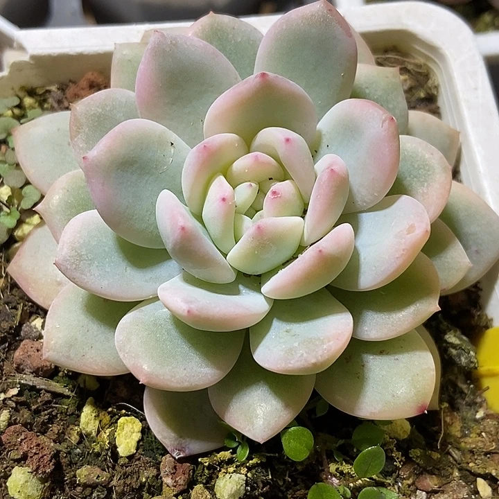 多肉植物梦露锦920