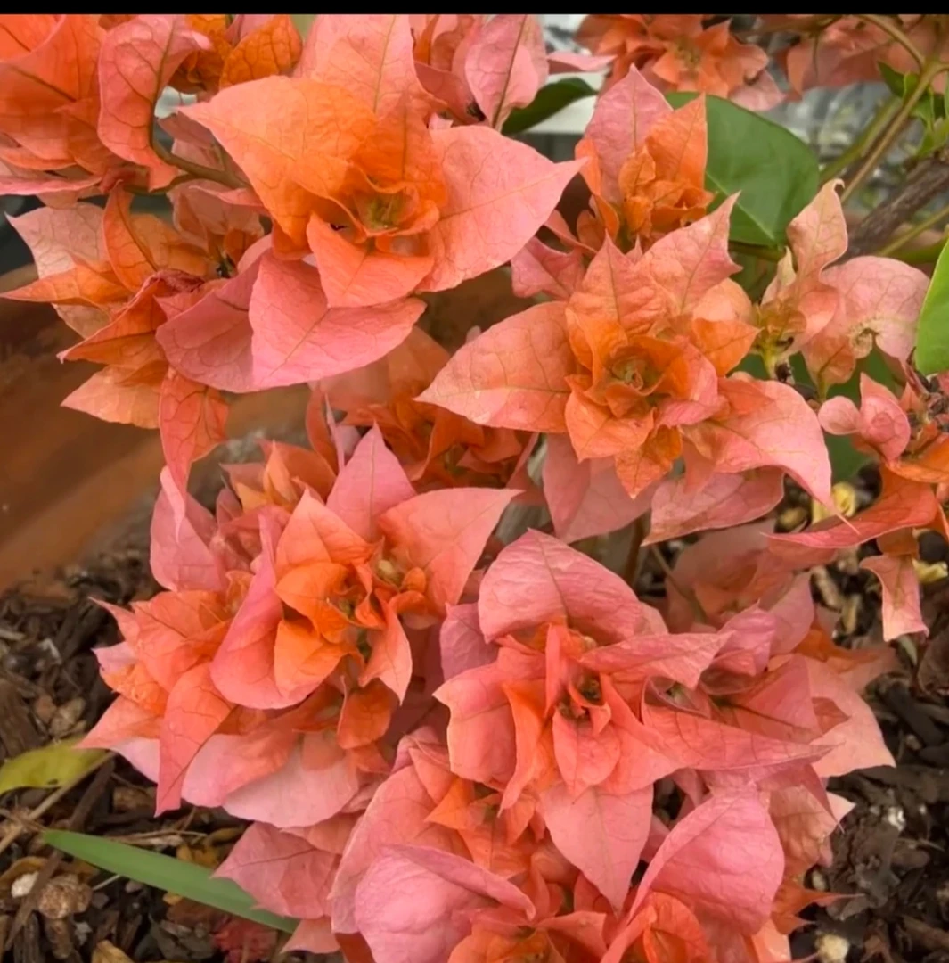 【重瓣橙】 三角梅四季开花盆栽花卉原生桩易活阳台庭院可爬藤