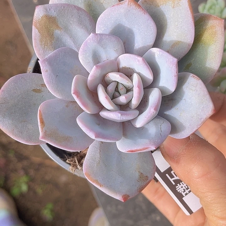 奶茶10138多肉植物