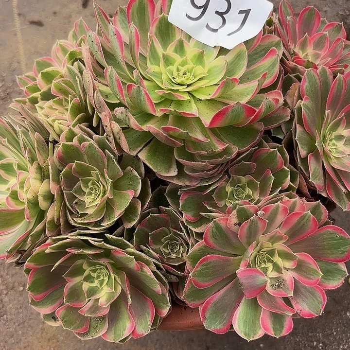多肉植物福利931个