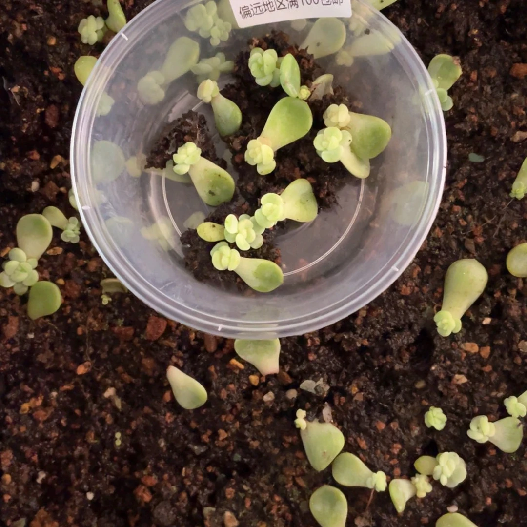 嗯***童话甜心一物一拍291