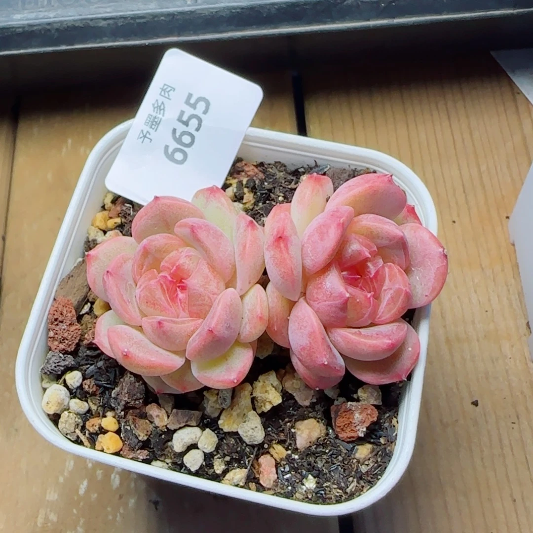 甜心，6655多肉植物