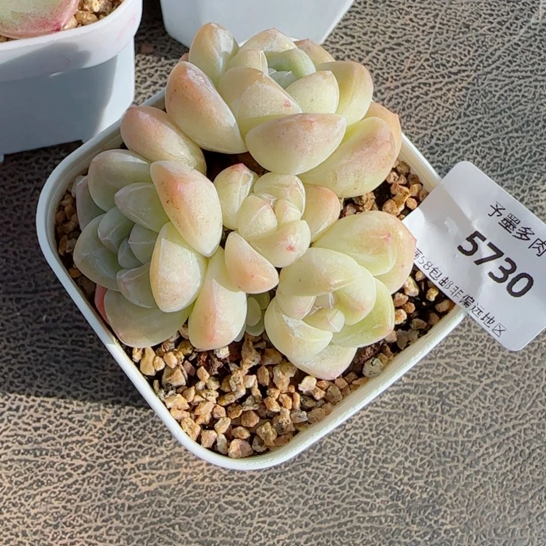 冰玉无砍，5730多肉植物