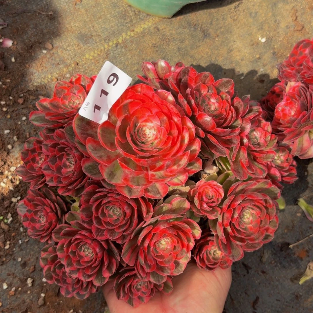 119多肉植物海神