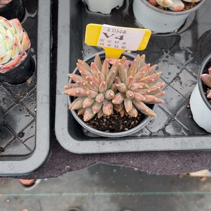 ?****?多头植物111111