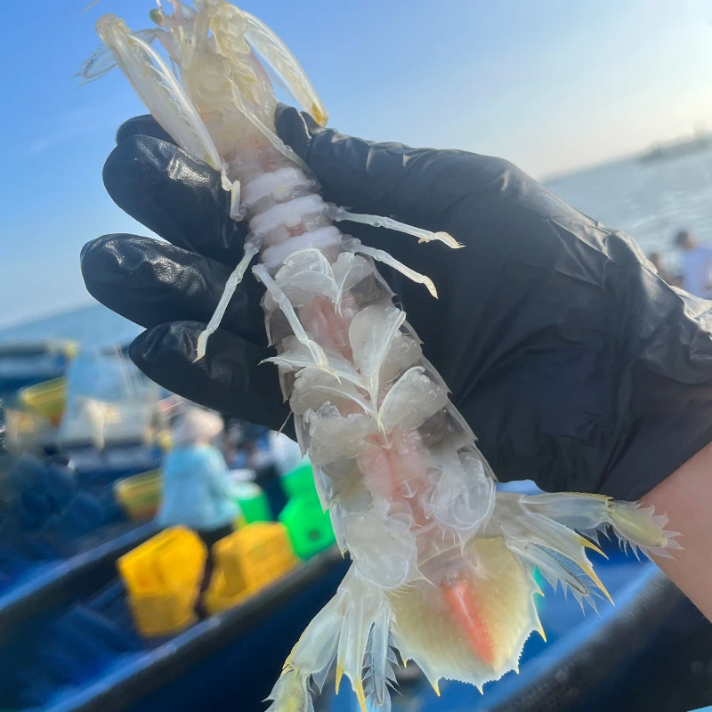 北海本港皮皮虾纯天然野生海捕虾爬子自家渔船活虾煮熟顺丰发货