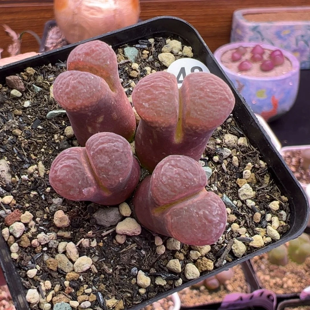 48号风铃福利清清