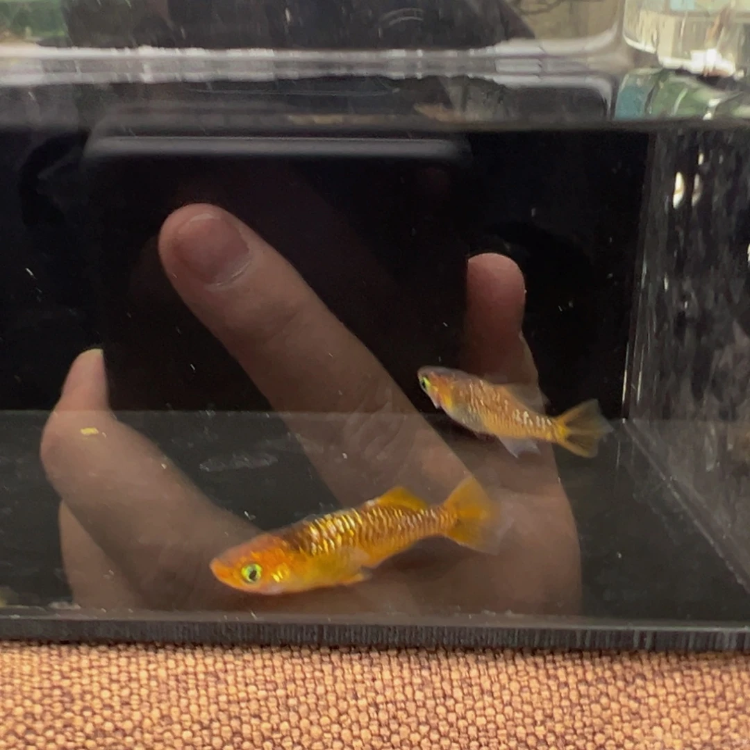 青鳉鱼624.光体镜鳞一对
