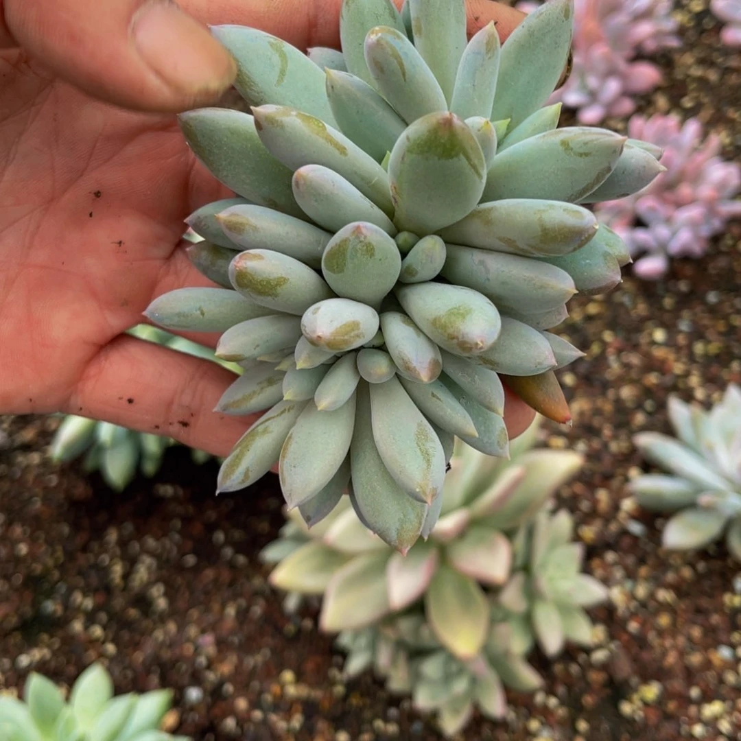 无花朵哥特缀小8888