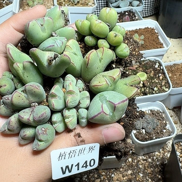 140号多肉植物哇f v