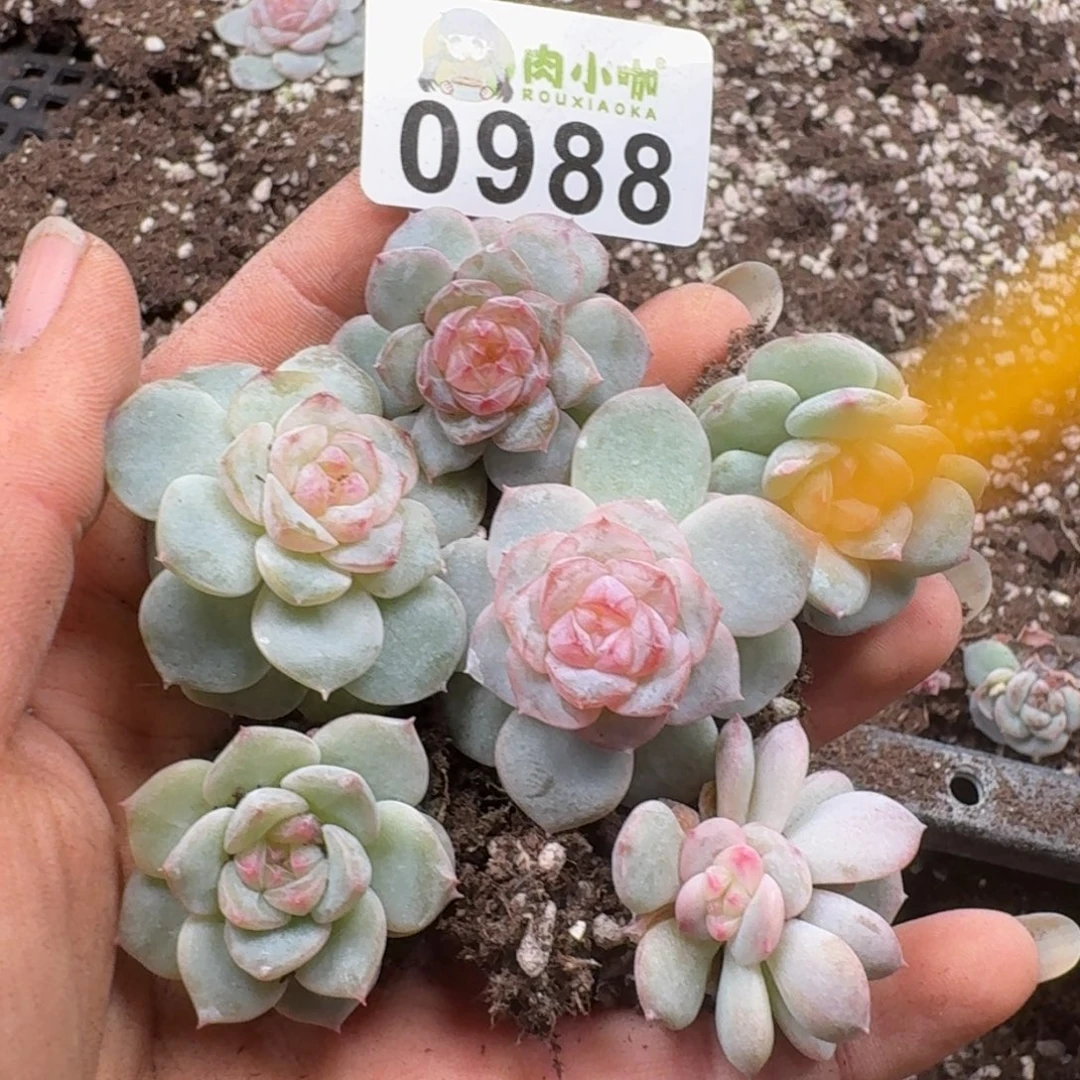 多肉植物多肉植物