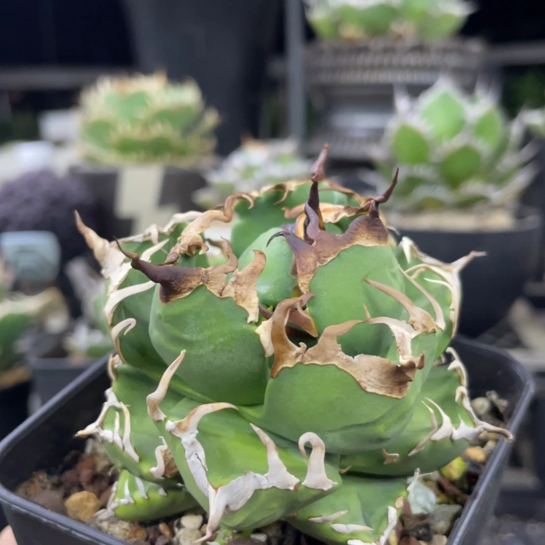 燈養小魔丸888888888888