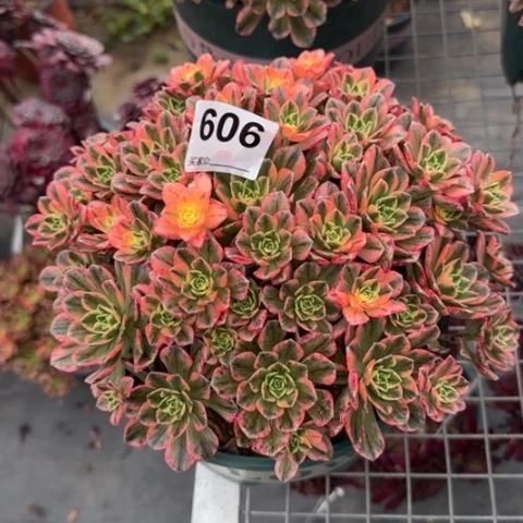 606甜茶23厘米左右嫩庄