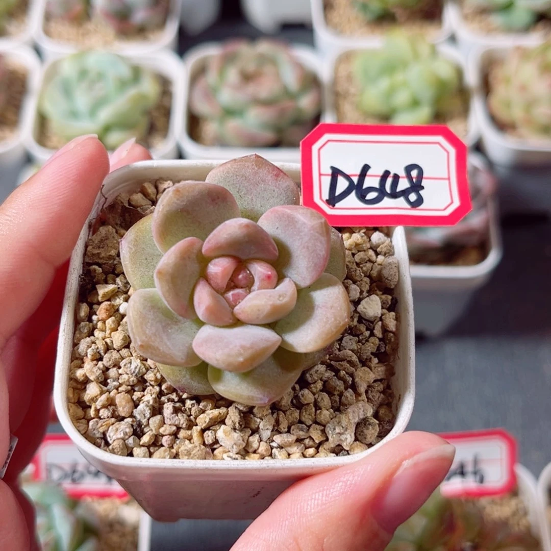 D648 一物一拍 18包邮