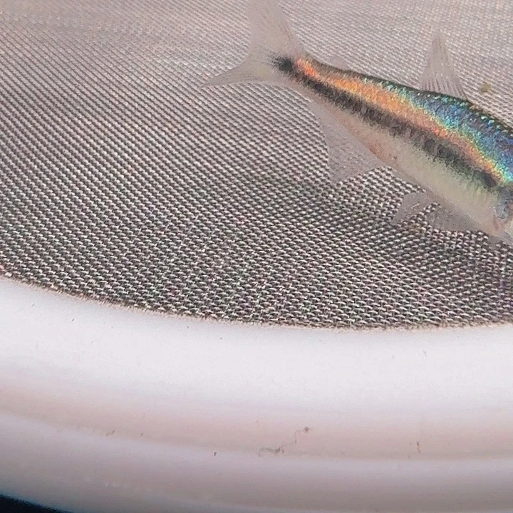 灯科鱼左下缸5号幻彩蓝魔2.5厘米有黑点一条