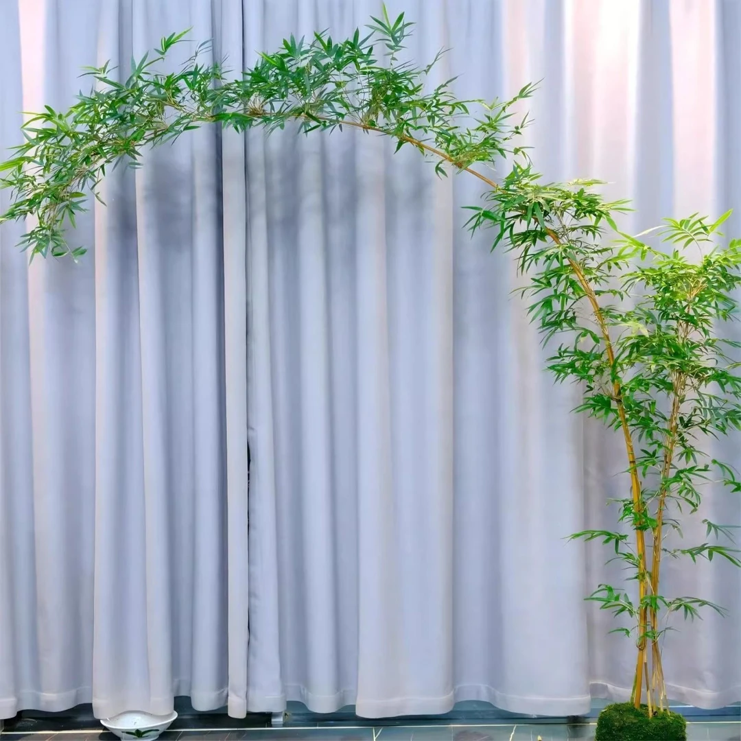 红观音竹水培苔藓球竹子办公桌水养绿植四季植物常青盆景