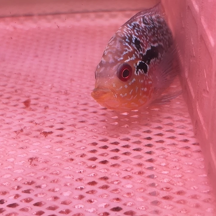 罗汉鱼马来罗汉鱼