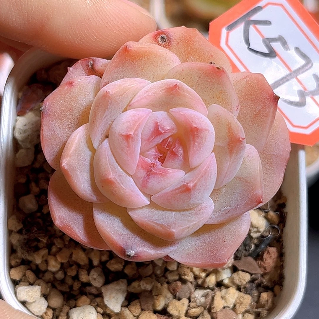 K573 新品珍妮 满18包邮