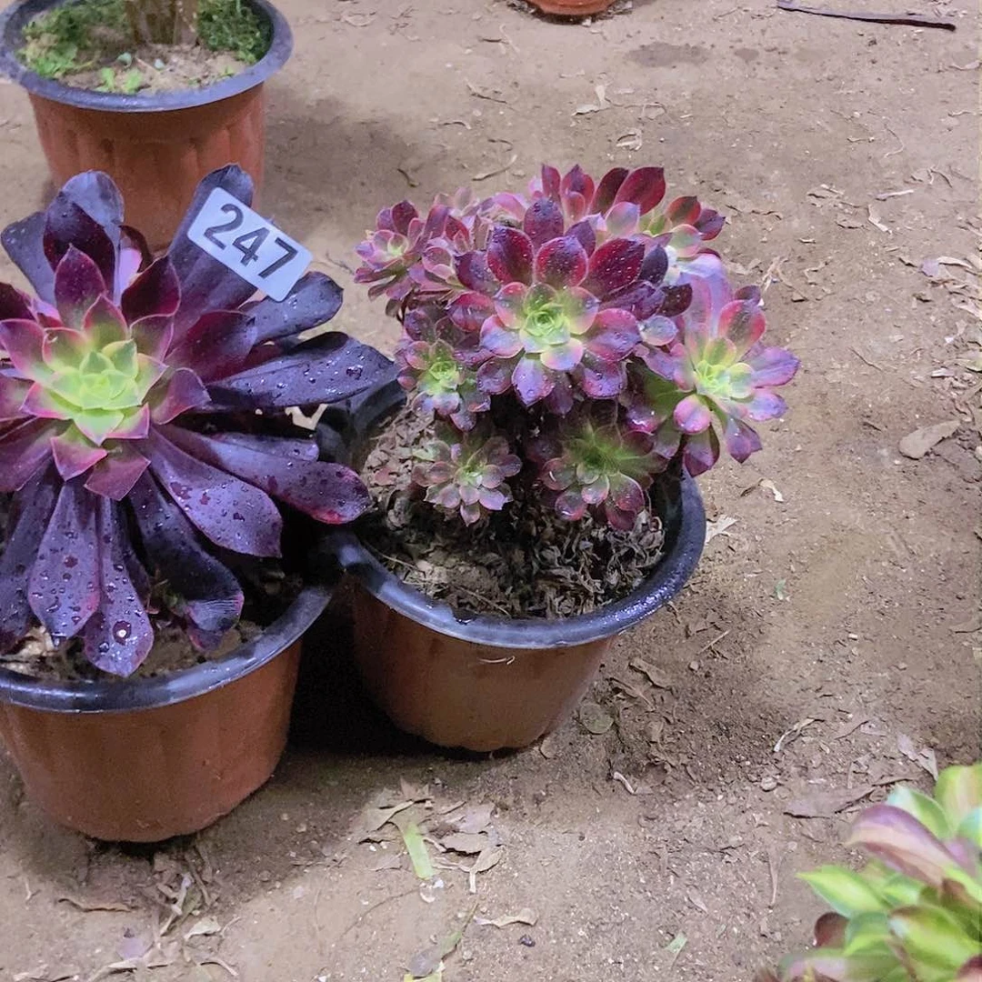 247两个老庄朵朵特价不周正