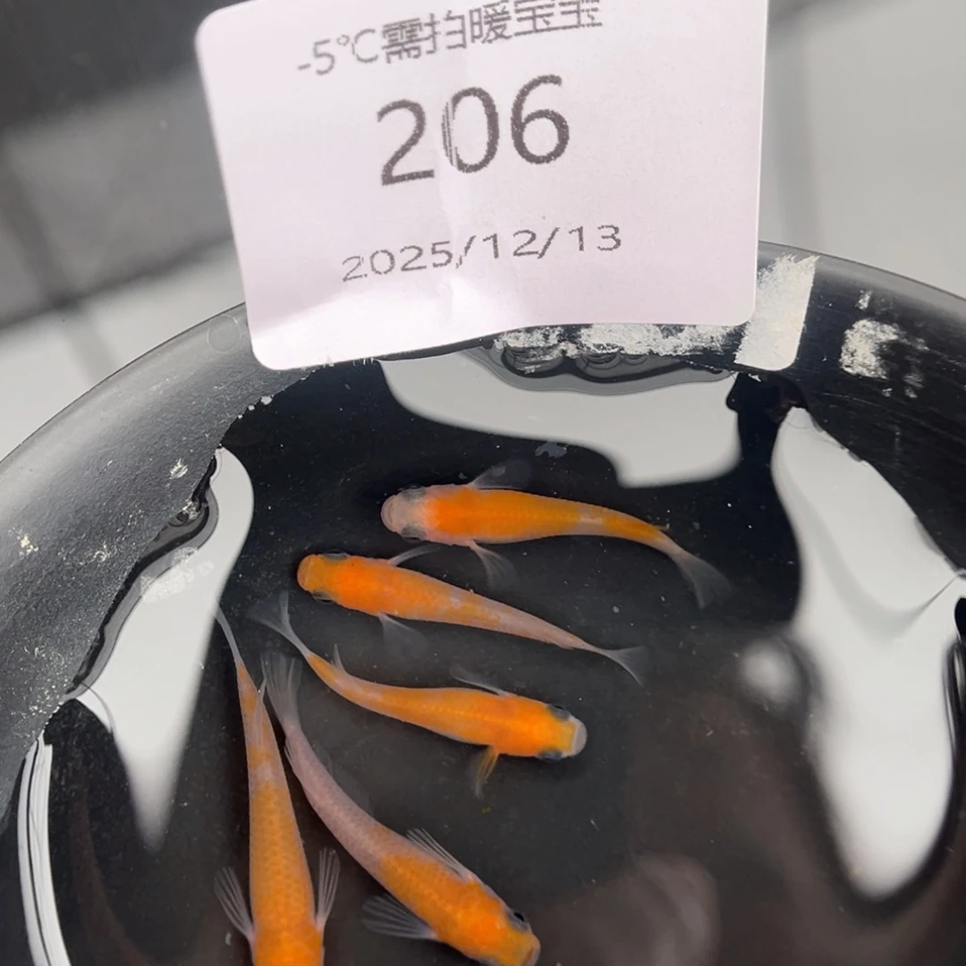 青鳉鱼206红白五尾