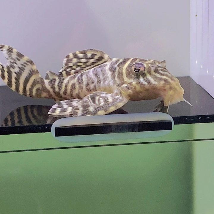 清道夫鱼帝王迷宫母6号