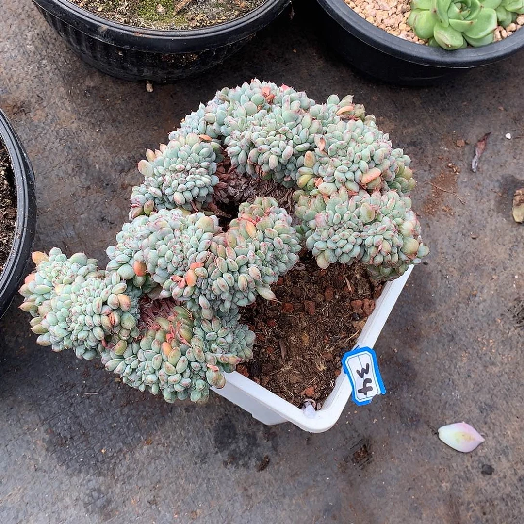 34白胖子 一物一拍多肉