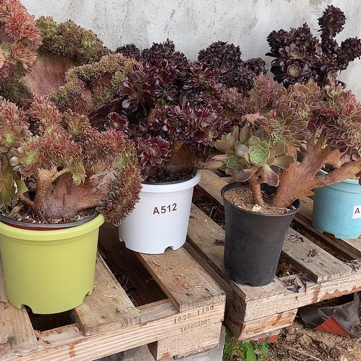 A512三棵缀化36.8-3脱土包邮