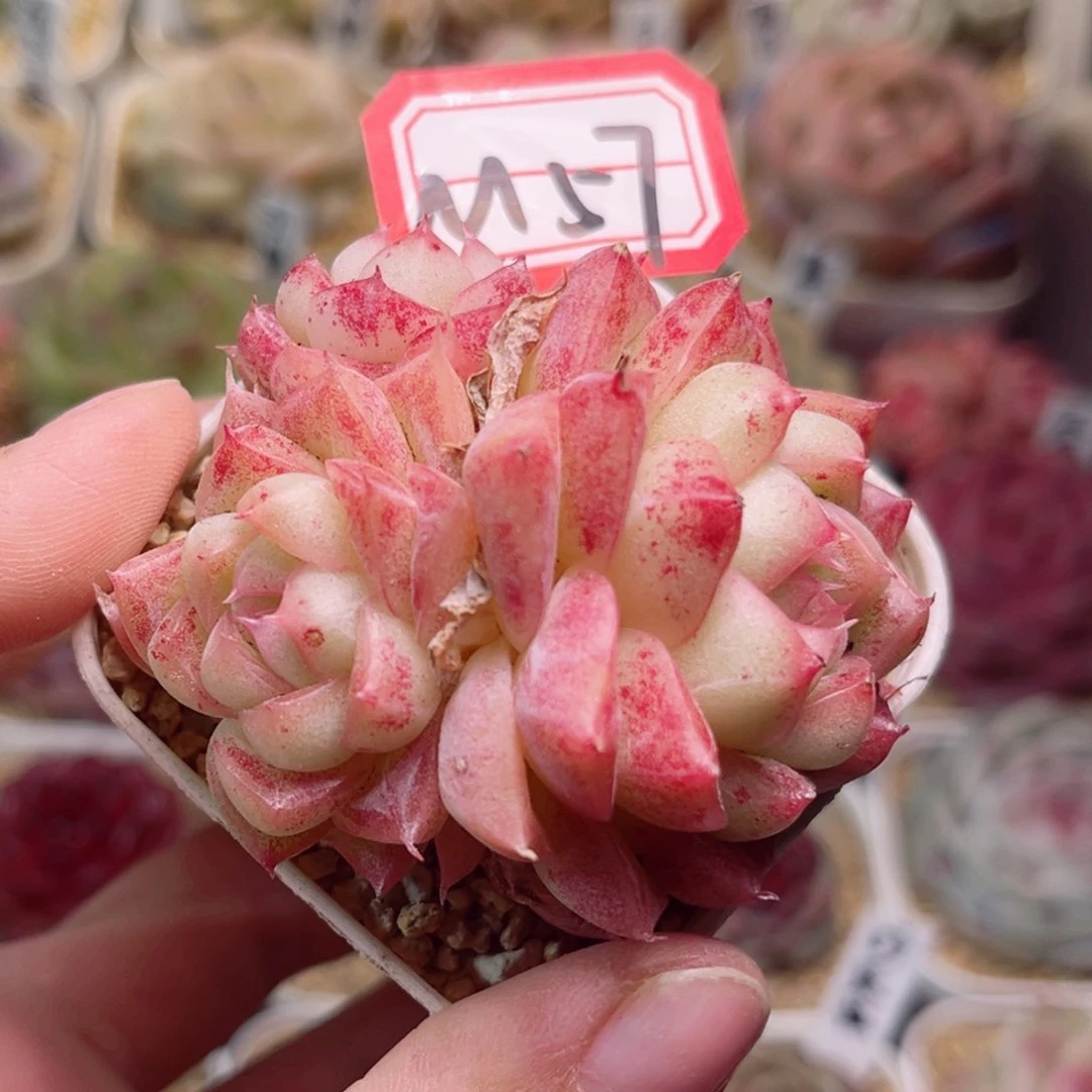 M57一物一拍 大溪地珍珠
