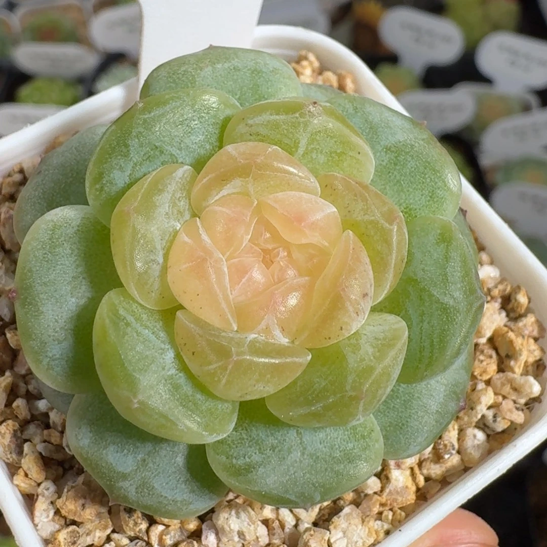 0819-91纯牛奶单头