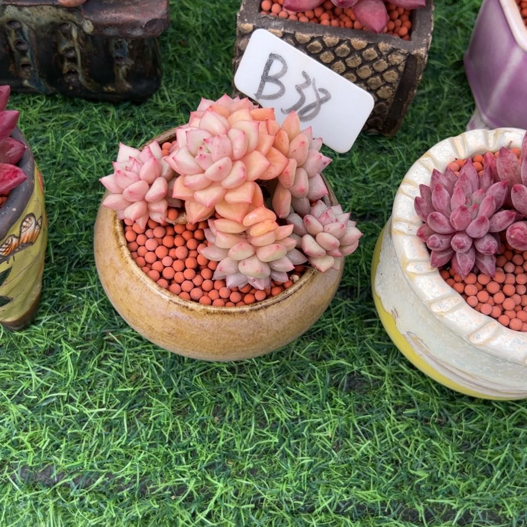 ****星黄金象牙多肉植物
