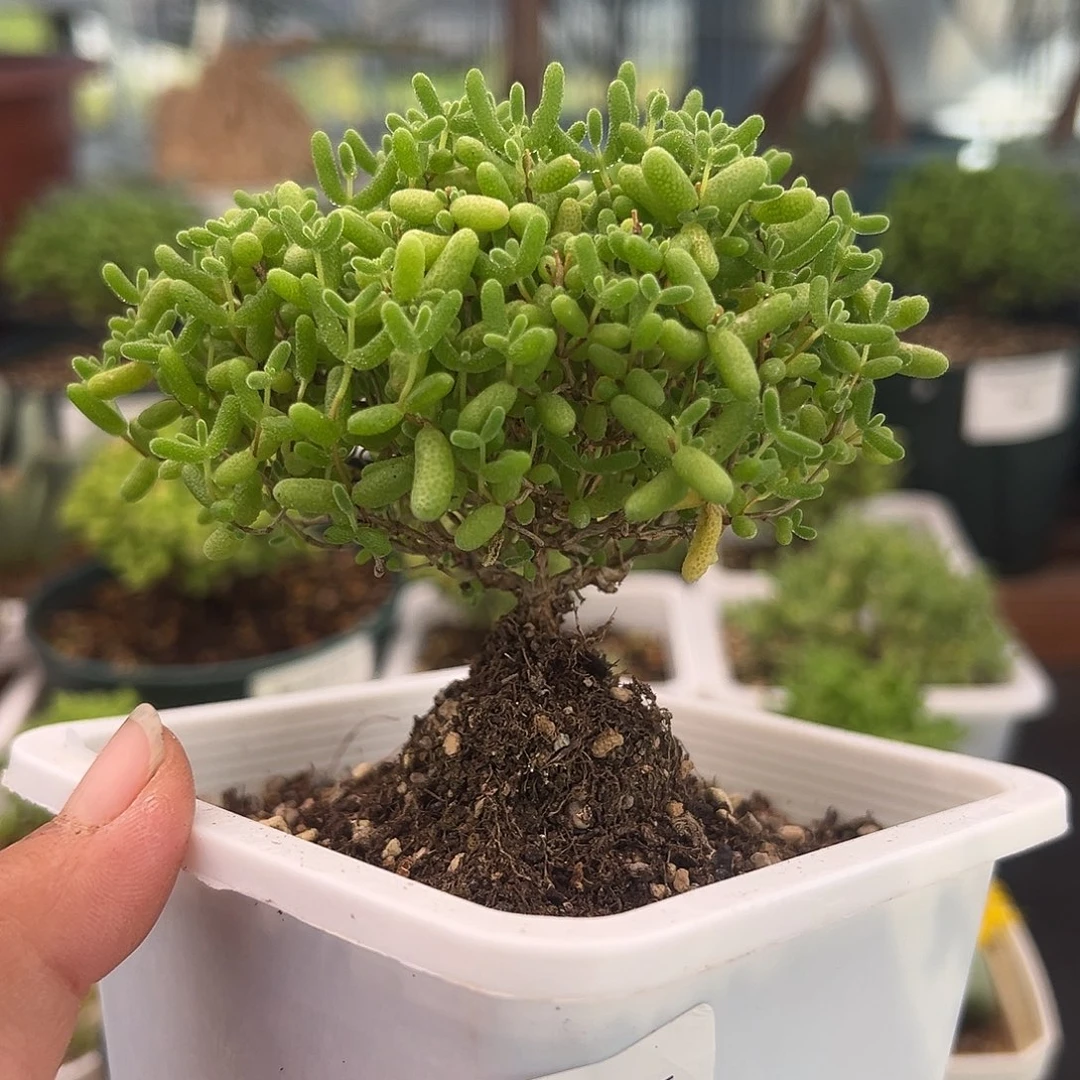 122号密橘糖球10,24多肉
