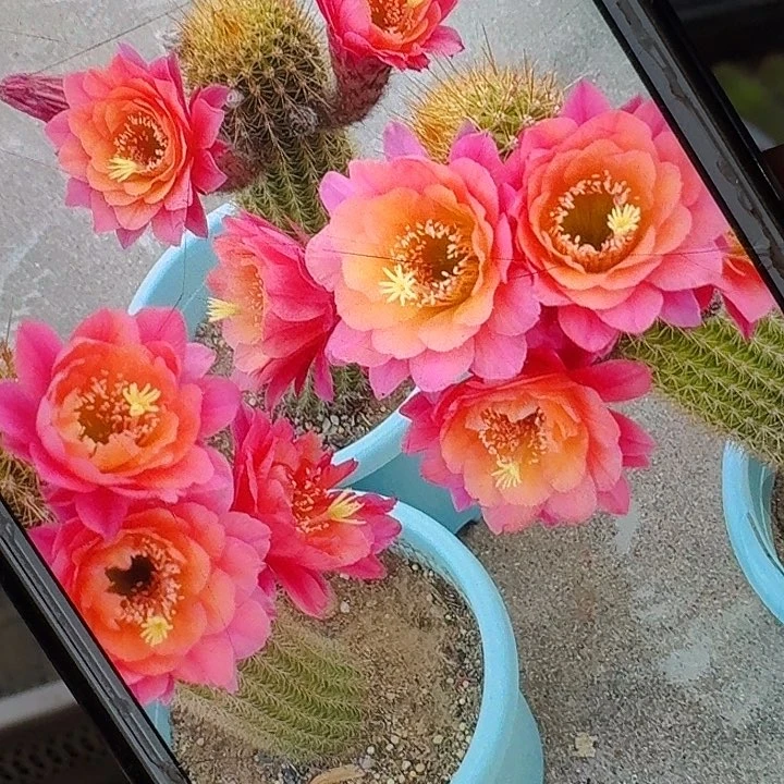 时光侧芽7公分高金妞