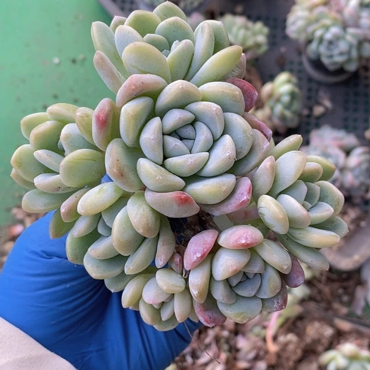 冰玉7头群一颗，无砍。