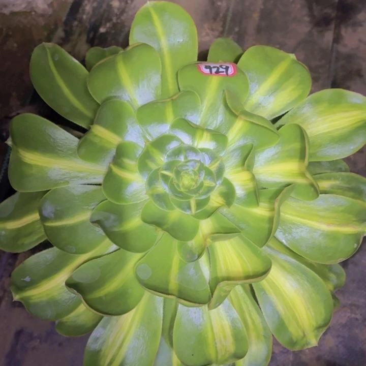 一物一拍暴君429