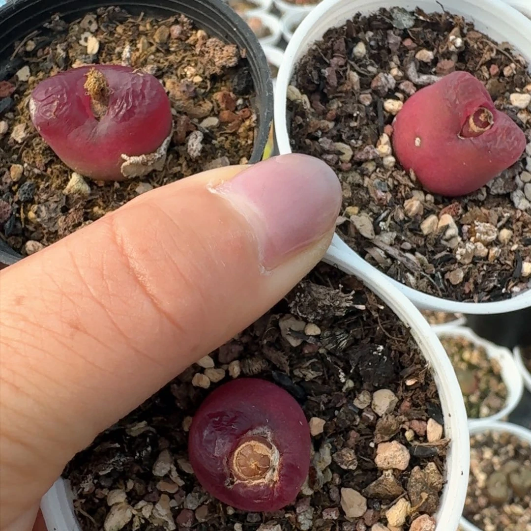 223三颗带盆土发货000