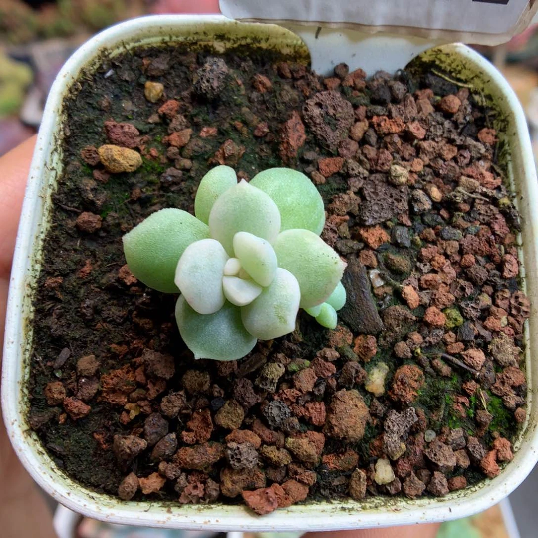 332白锦冰玉石化多肉植物