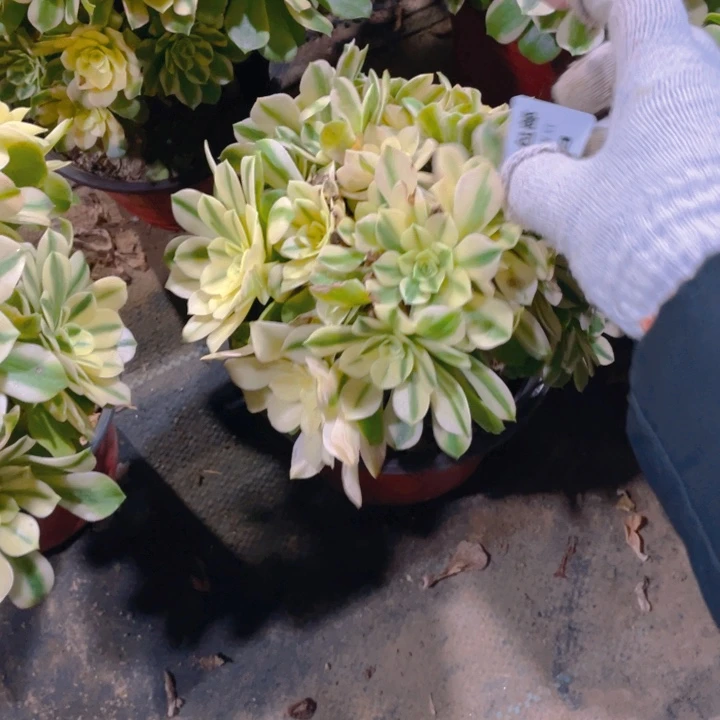 108辛尼亚法师多肉断枝不售后