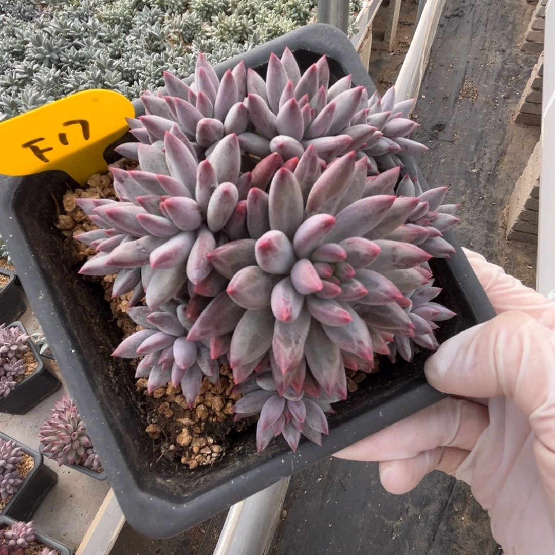 念***安f17虞美人群生呀呀呀呀