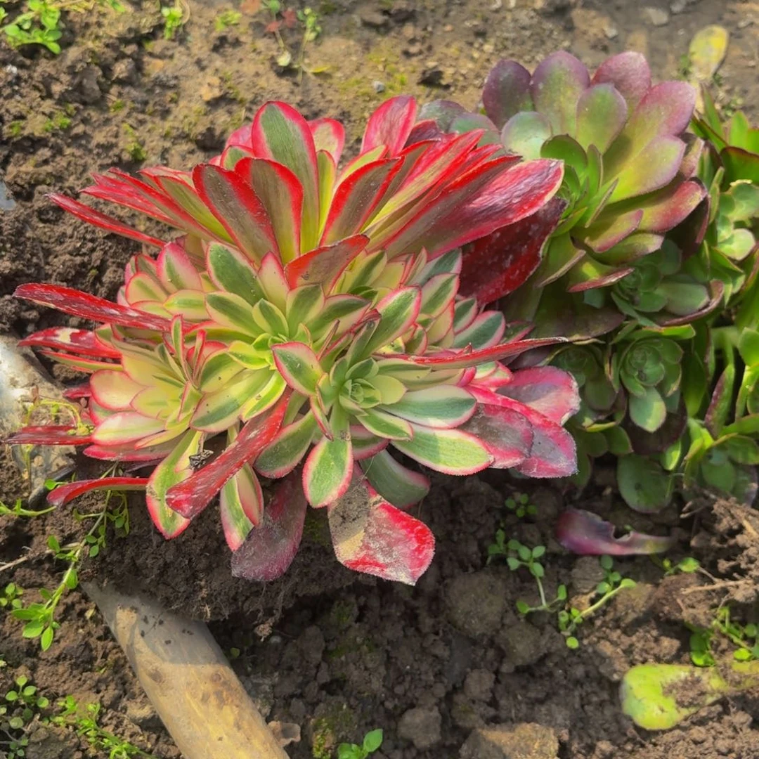 美杜莎多肉捧花7