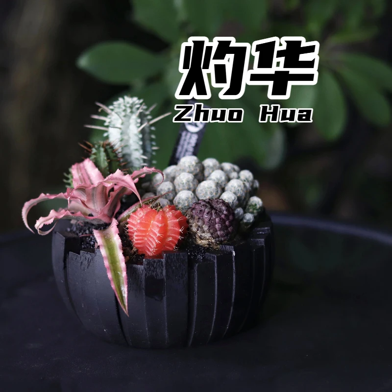 【NC.PLANTS 灼华】桃之夭夭灼灼其华 | 新品福利 | 组合盆栽
